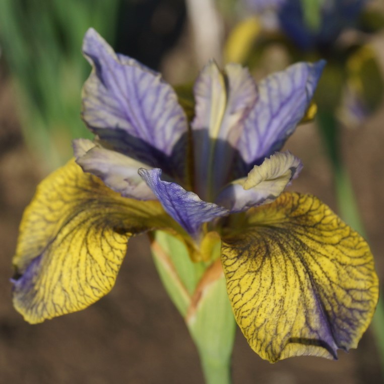 Iris - sibirica Tipped in Blue